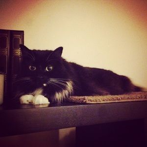 Meet your Posher, Danica